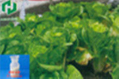 烯啶虫胺原药批发江苏维尤纳特厂价直销优质烯啶虫胺原药