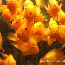 供应批发专业直销各种规格鹦鹉鱼北京金泽观赏鱼养殖合作社