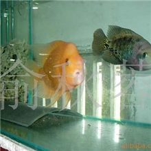供应血鹦鹉观赏鱼配种对鱼