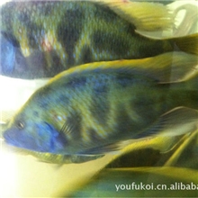 大型马拉威慈鲷维纳斯（金星）