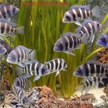 供应皇冠六间优等种苗