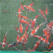 供应优质KOI锦鲤观赏鱼