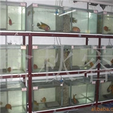 批发供应红色观赏鱼血鹦鹉种鱼