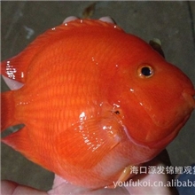 元宝鹦鹉鱼年终极品特卖14-15公分
