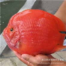 红元宝财神25公分以上