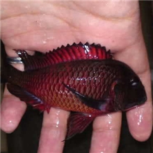 非洲坦湖慈鲷火狐狸