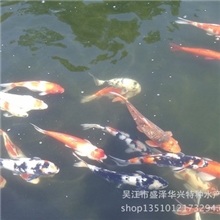 锦鲤鱼苗，10-15公分左右