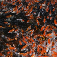 各种品级锦鲤、红黑蓝草