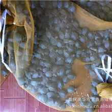 巴西龟乌龟草龟珍珠龟龟苗观赏龟鳄鱼龟黄喉水龟中华草龟等等