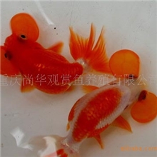 【月销5000条】养殖批发观赏鱼-金鱼：红水泡和蓝花水泡眼