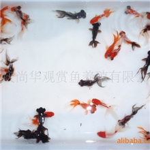 【月销80000条】养殖批发观赏鱼-金鱼：小金鱼系列