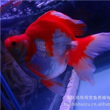 （月销500只）长尾红白琉金18cm