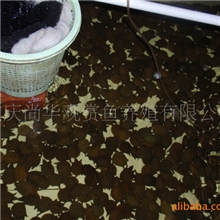 批发各种规格甲鱼苗