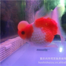 红白皇冠珍珠(两岁鱼特批)12cm