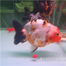 【月销1000条冲刺中】日本兰寿〖14-16cm〗