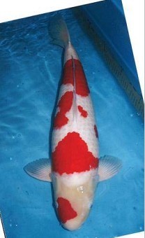 批发日本锦鲤、红白锦鲤、大正三色锦鲤、黄金、昭和、白写