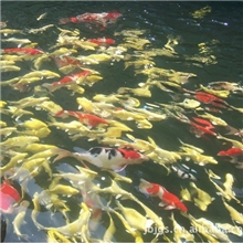 大量出售日本锦鲤鱼观赏鱼风水鱼
