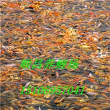 养鲤场供应锦鲤鱼苗