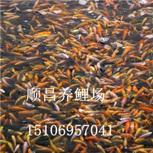 渔场供应锦鲤鱼苗锦鲤鱼5-10cm
