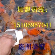 专业基地驯化好的锦鲤吃奶鱼心愿鱼量大优惠不会吃奶不要钱