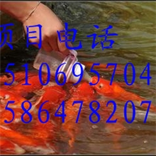 赚钱项目吃奶鱼不会吃奶不要钱你找地方我们提供吃奶鱼项目