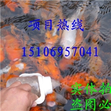 渔场供应吃奶鱼心愿鱼会吃奶的鱼不会吃奶不要钱欢迎加盟