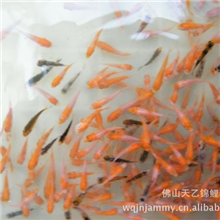 锦鲤养殖场批发供应观赏鱼日本锦鲤鱼苗品种有红白大正－秋苗