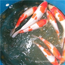 锦鲤鱼批发批发供应观赏鱼日本锦鲤预订2014年日本锦鲤鱼苗