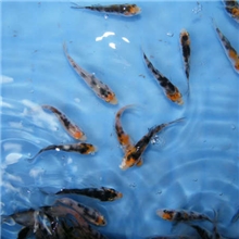 预订2014年纯种锦鲤鱼苗养殖场批发供应观赏鱼-优质锦鲤鱼苗