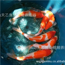 锦鲤养殖场批发供应观赏鱼日本锦鲤鱼品种有红白体长：30cm以上