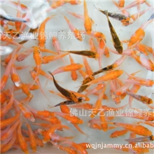 现已接受预订2013年纯种锦鲤鱼苗--销售批发日本锦鲤鱼苗--秋苗