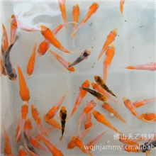 锦鲤养殖场批发供应观赏鱼日本锦鲤鱼苗品种有红白，大正