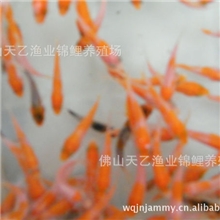 现已接受预订2013年纯种锦鲤鱼苗观赏鱼苗日本锦鲤鱼苗