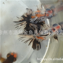 大量出售金鱼：观赏鱼淡水鱼徐州金鱼金鱼养殖场