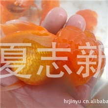 徐州养殖金鱼淡水鱼观赏鱼金鱼养殖养殖基地