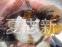 供应金鱼观赏鱼徐州养殖场金鱼养殖养殖基地