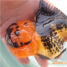 观赏鱼淡水鱼金鱼徐州金鱼金鱼养殖养殖基地