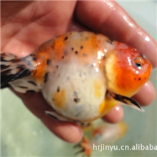 观赏鱼金鱼养殖场五花寿徐州金鱼