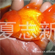 金鱼观赏鱼淡水鱼鱼苗徐州金鱼金鱼养殖场