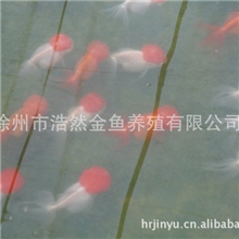 金鱼观赏鱼淡水鱼鱼苗徐州金鱼金鱼养殖