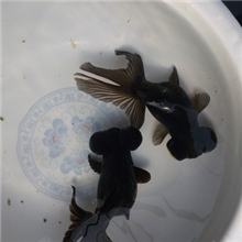 徐州金鱼金品金鱼黑龙睛金鱼小苗水之灵