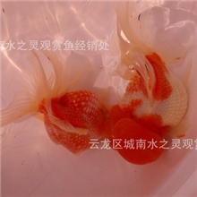 皇冠珍珠金鱼徐州金鱼新品上市