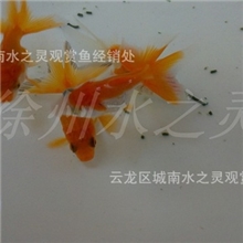 红鎏金徐州金鱼观赏鱼新品上市批发