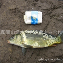 垂钓鱼特色品种推荐------大青鱼丁桂框鲤大白刁欢迎洽谈！