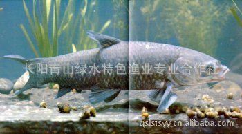 大量供应--清江青鱼10---30斤垂钓鱼的最佳选择，乐趣无穷