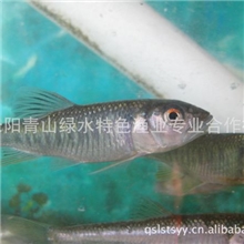 清江纯野生特色鱼-------马口刁子鱼