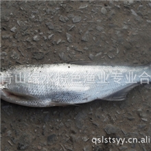 大量供应--清江翘嘴红鲌大量批发销售1---5斤不同规格