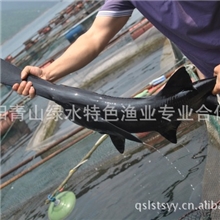 鸭嘴鲟亲本----15斤以上，性成熟好，8年以上，欢迎采购。