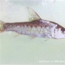 特色品种------清江花骨鱼
