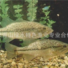 大量供应--清江生态鱼----加州鲈